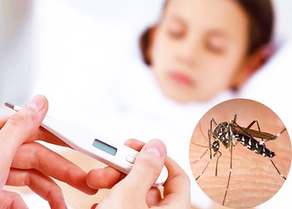 Muỗi thường và muỗi vằn: Sự khác biệt và cách phòng tránh
