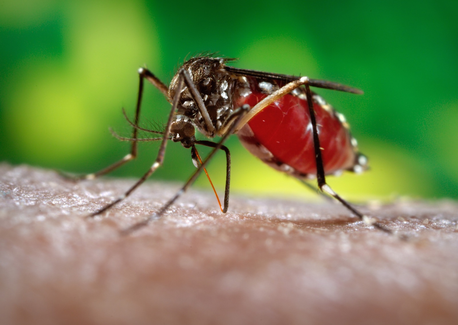 Phương pháp tự nhiên đuổi muỗi hiệu quả và an toàn cho sức khỏe