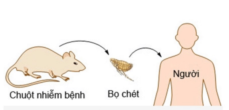 Tác hại của loài chuột