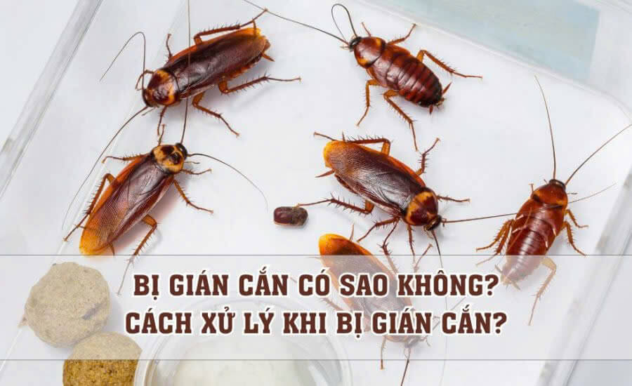 Cách xử lý khi bị gián cắn