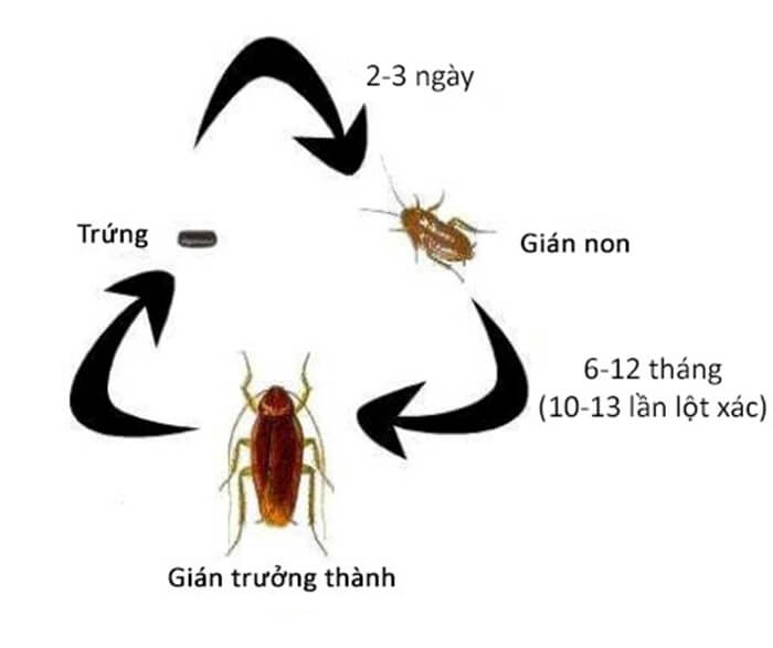 Gián là một trong những loài côn trùng phổ biến và gây nhiều phiền toái nhất trong nhà ở