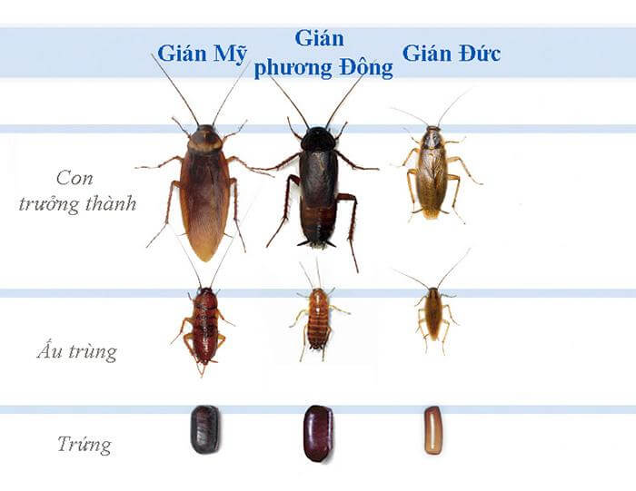 Gián là loài côn trùng có khả năng thích nghi cao và tập tính sinh tồn mạnh mẽ