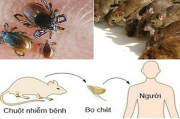 Bệnh dịch hạch thường cho chuột, thỏ cùng các côn trùng trung gian như bọ chét và rận gây ra gây nguy hiểm cho con người