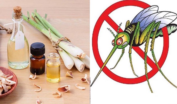 Dùng tinh dầu đuổi côn trùng