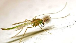 09 Cách Diệt Con Măn Mắt Trong Nhà Hiệu Quả, Đơn Giản