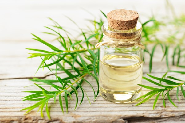 Đuổi muỗi với tinh dầu trầm trà