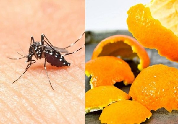 Đuổi muỗi với vỏ quýt