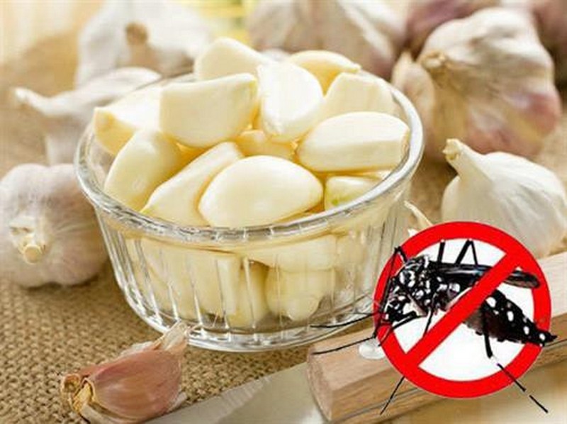 Cách đuổi muỗi bằng tỏi - một phương pháp đơn giản, tự nhiên và ít tốn kém