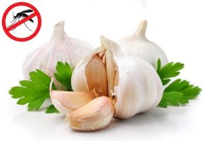 Trong tỏi có chứa hợp chất allicin - một hoạt chất có mùi hăng mạnh, giúp kháng khuẩn và chống muỗi