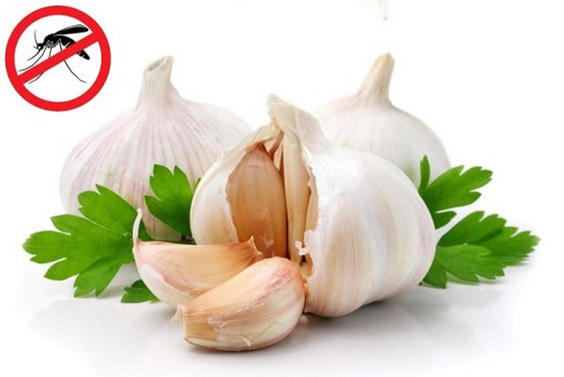 Trong tỏi có chứa hợp chất allicin - một hoạt chất có mùi hăng mạnh, giúp kháng khuẩn và chống muỗi