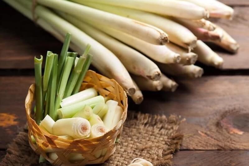 Giải đáp vì sao muỗi lại sợ mùi sả
