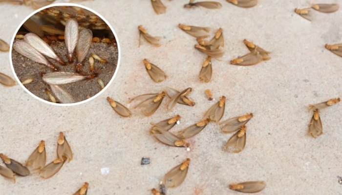 Một vài cách đuổi mối cánh ra khỏi nhà hiệu quả
