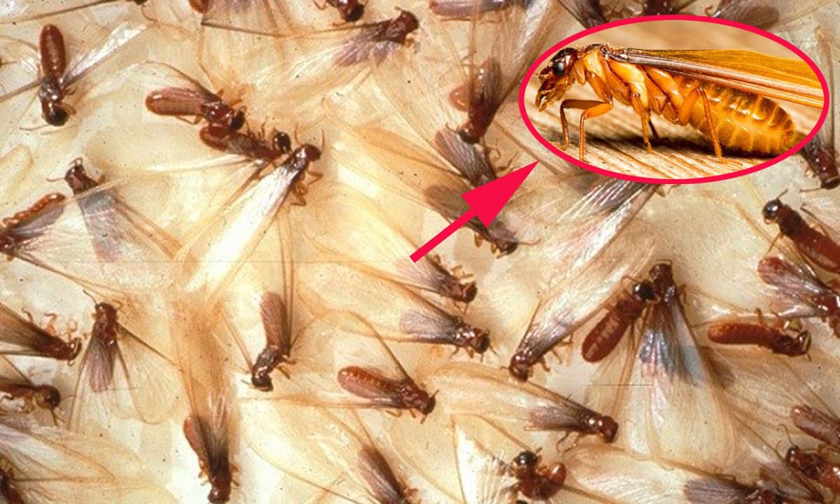 Khi nào mối cánh xuất hiện