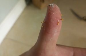 Trường hợp nào mối ảnh hưởng đến con người?