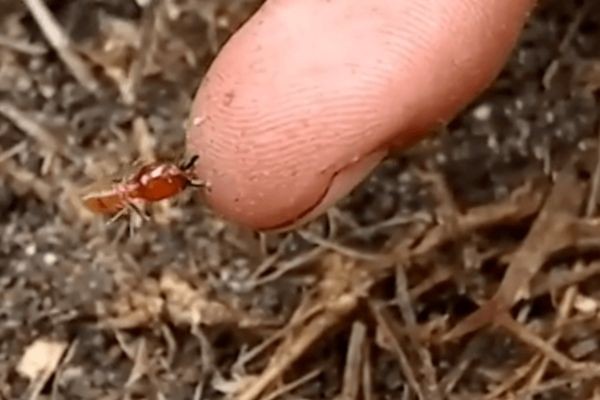 Bị mối cắn ảnh hưởng gì đến sức khỏe?