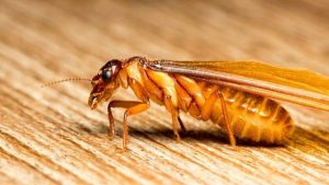 Những đặc điểm để nhận dạng loài mối cánh