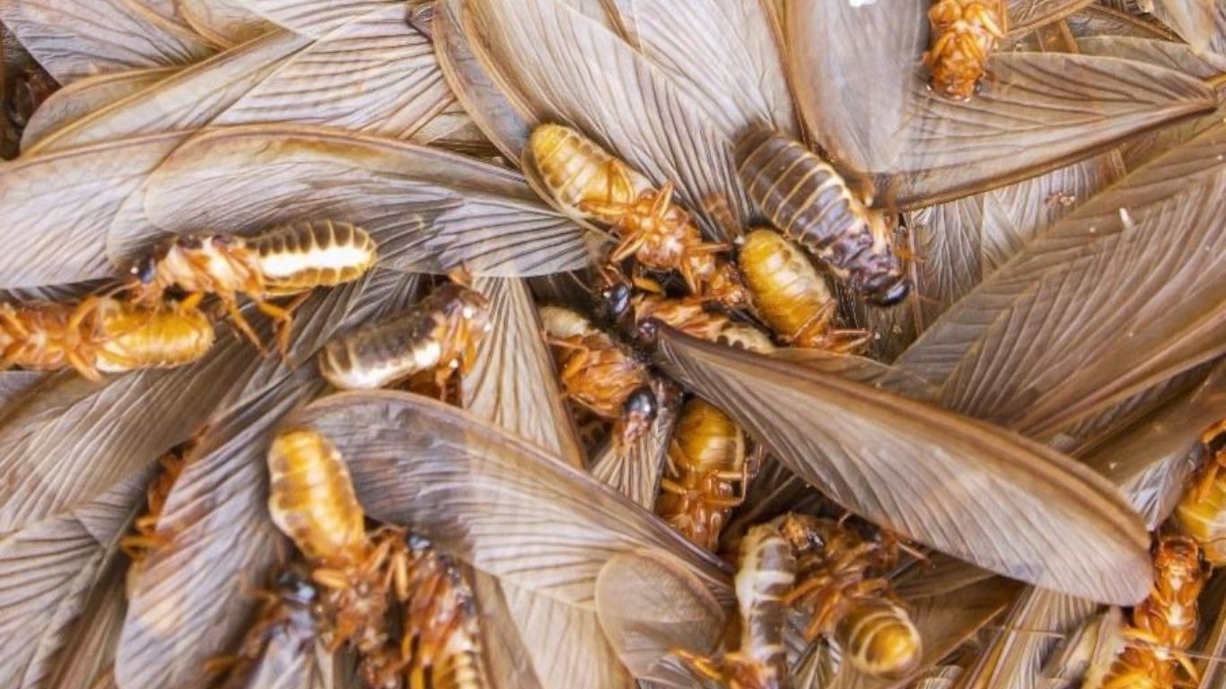 Đặc điểm sinh học của mối cánh