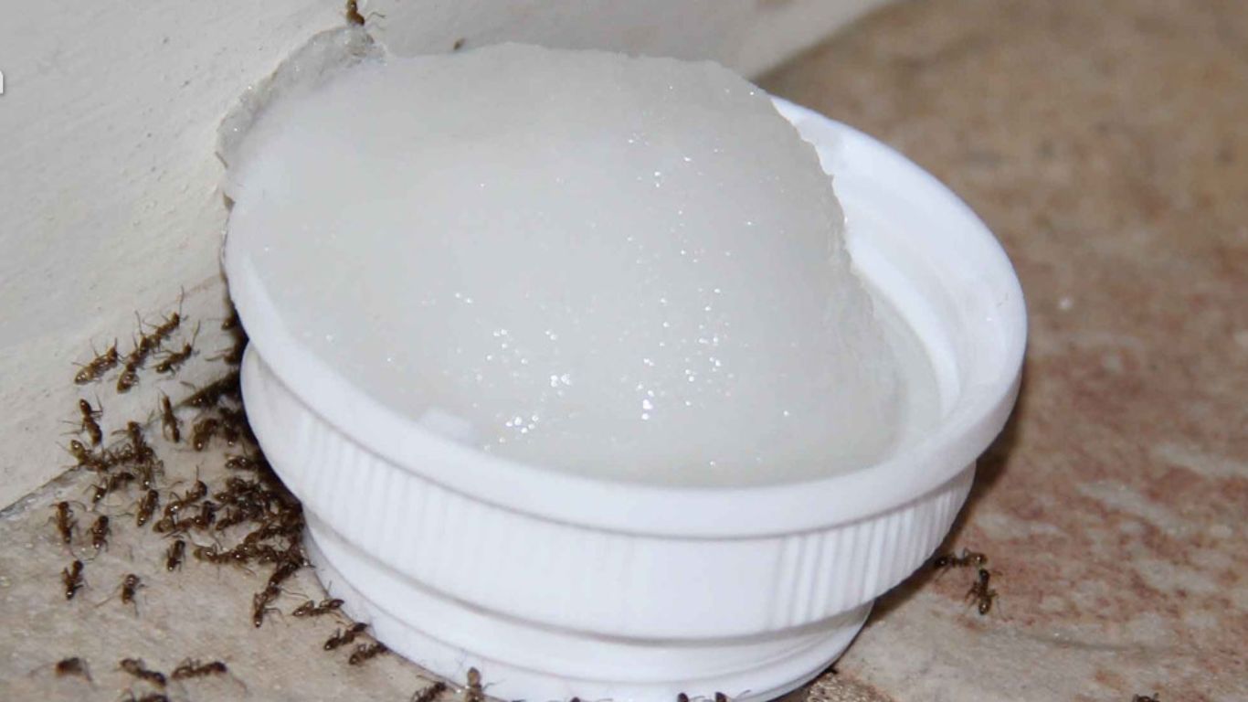 Mẹo dân gian đuổi kiến cánh và mối cánh
