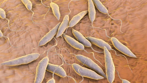 Cách thúc truyền bệnh Leishmania từ muỗi cát