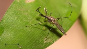 Muỗi cỏ là gì? Muỗi cỏ là loài muỗi thuộc chi Culex