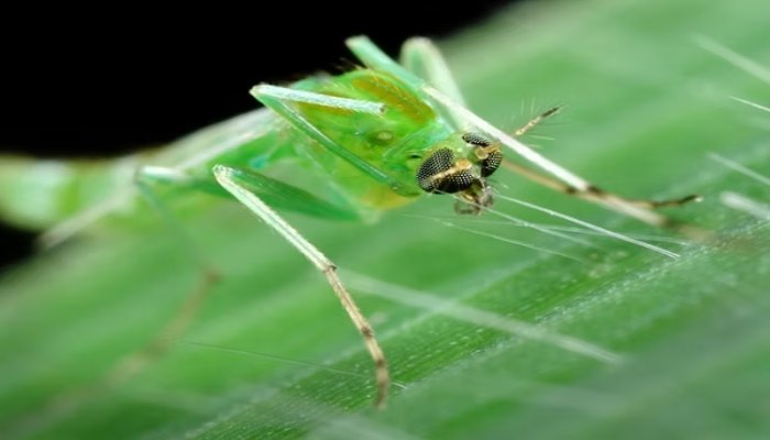 Cách phòng ngừa muỗi cỏ tấn công không gian nhà ở