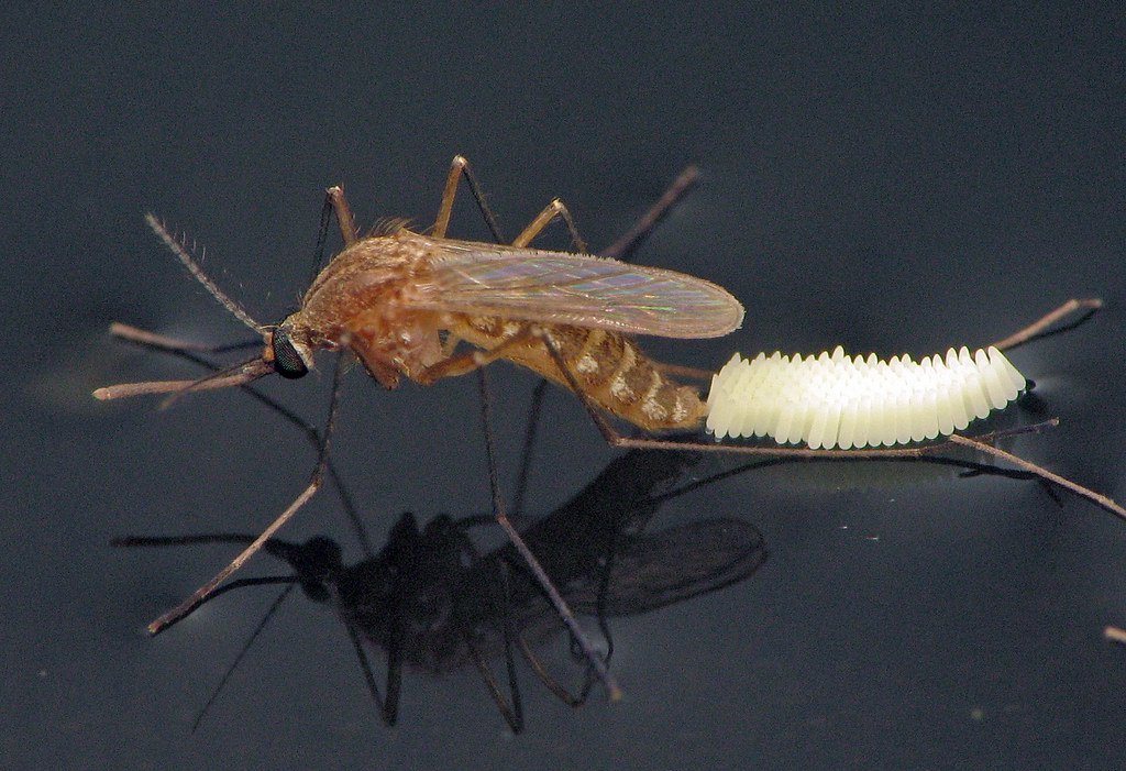 Loài muỗi Culex