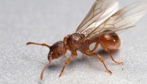 Vì sao nên đuổi kiến cánh khỏi nhà?