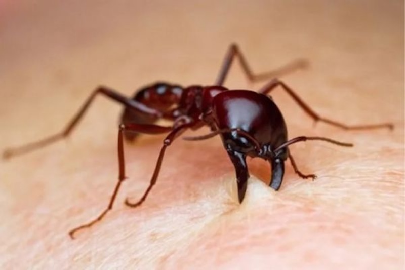 Khi gặp vết thương của mối thì nên xử lý ngay để tránh hậu quả