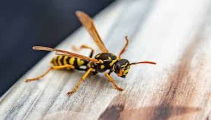 Bị ong bắp cày đốt 1 nốt có sao không?