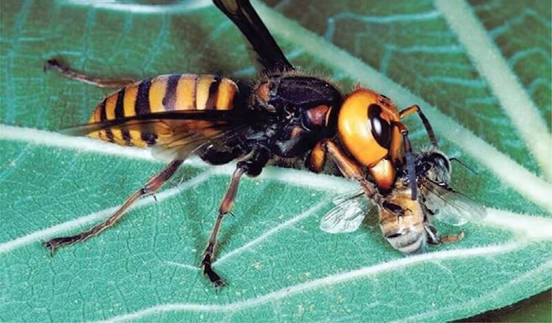 Cách đuổi ong ruồi ra khỏi nhà an toàn