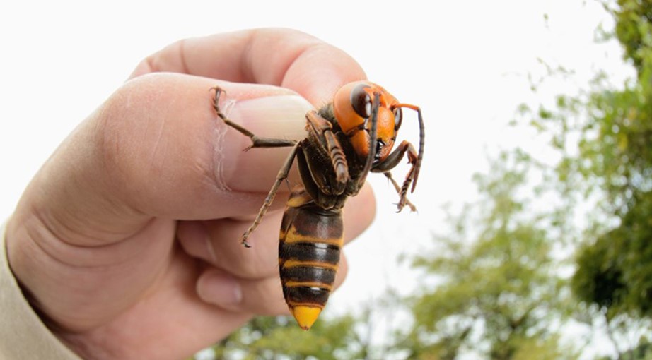 Ong đất thuộc họ Andrenidae, có nhiều loài phân bố trên khắp thế giới