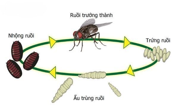 Vòng đời của ruồi