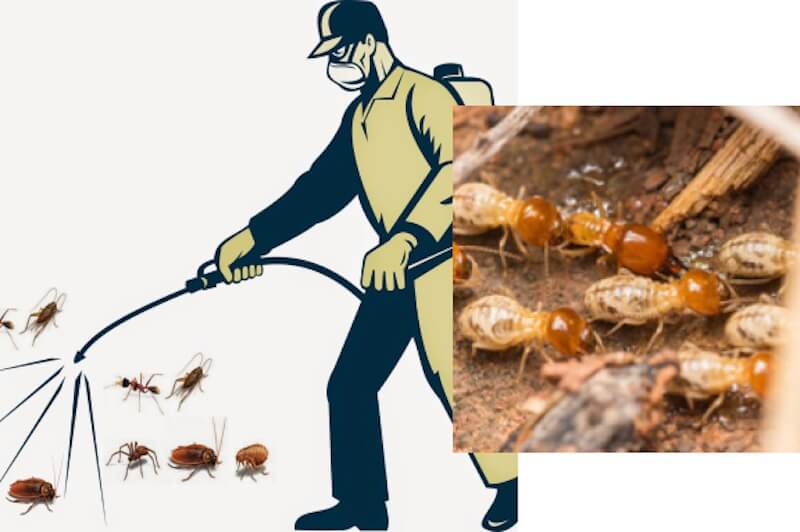 Biện pháp tiêu diệt côn trùng gây bệnh hiệu quả