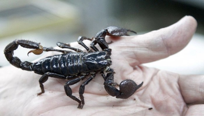 Bọ cạp đen là tên gọi chung cho một số loài bọ cạp thuộc họ Buthidae