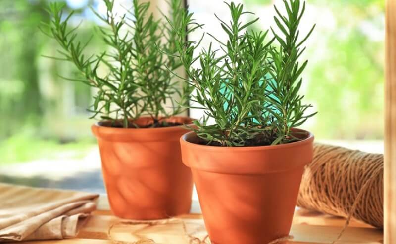 Trồng cây thảo dược đuổi bọ cạp