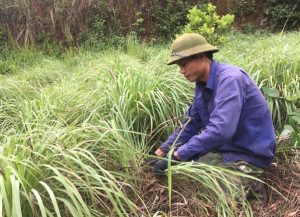 Các Loài Rắn Thường Gặp Trong Nhà Nguy Hiểm