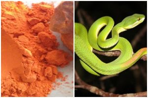 Loài Rắn Sợ Gì Nhất ? Mẹo Đuổi Rắn Dân Gian