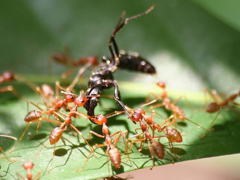 Tại Sao Nhà Nhiều Kiến Gió? 05 Cách Đuổi Kiến Gió Đơn Giản