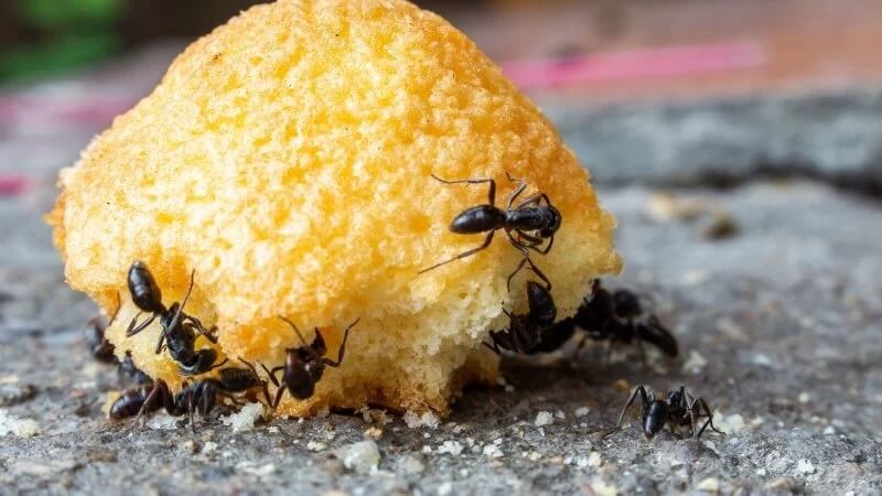 Giải đáp tại sao nhà nhiều kiến gió