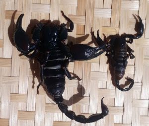 Bọ cạp đen phổ biến ở các khu vực nhiều than bùn thuộc Việt Nam