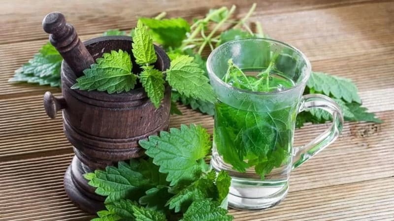 Sử dụng bạc hà là một cách đơn giản giúp bạn xua đuổi bọ xít hiệu quả
