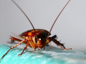 Mùa nào nhiều gián