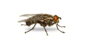 Tìm hiểu con ruồi là con gì?