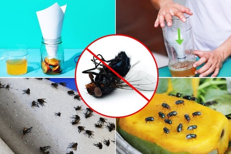 Cách phòng tránh ruồi và nhặng hiệu quả