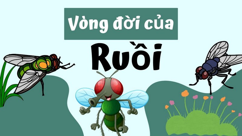 Vòng đời và tập tính của ruồi xanh chân dài