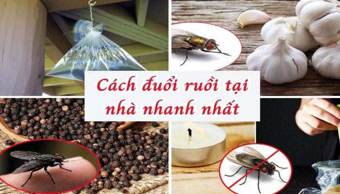 Mẹo đuổi ruồi tại nhà hiệu quả