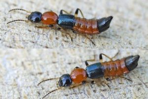 Kiến ba khoang là một trong những loài kiến độc ở Việt Nam và cực nguy hiểm.