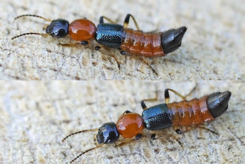 Kiến ba khoang là một trong những loài kiến độc ở Việt Nam và cực nguy hiểm.