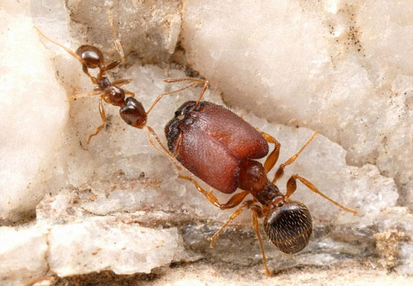 Pheidole