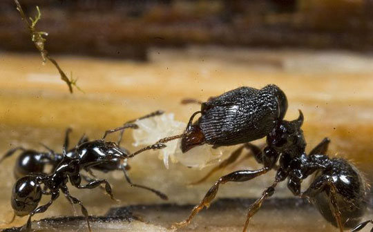 Kiến đầu to là kiến gì?